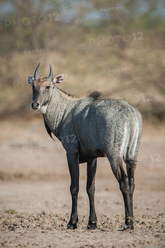 Nilgai or nilgau (Boselaphus tragocamelus)