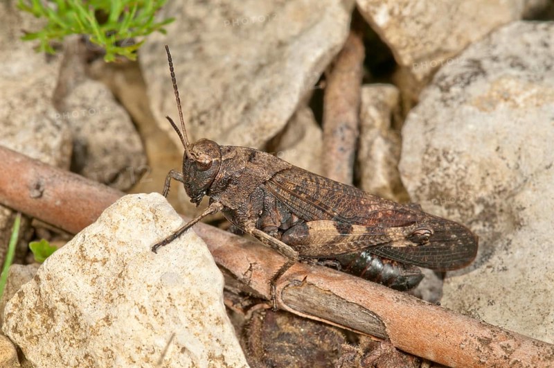 Rattle grasshopper (Psophus stridulus)