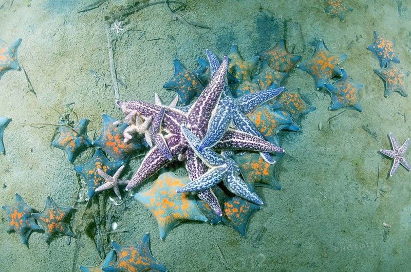 Northern Pacific Seastar or Japanese Common Starfish (Asterias amurensis)