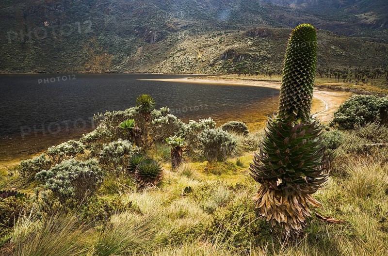 Giant Lobelia (Lobelia deckenii) surrounded by tussock on Bujuku Lake
