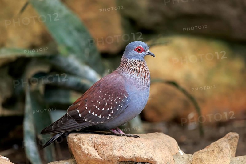 Speckled Pigeon (Columba guinea)