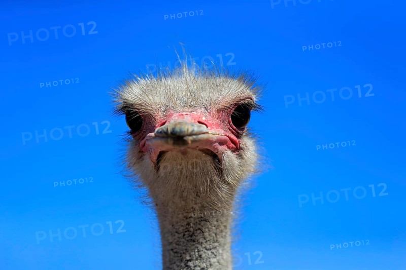 Southern Ostrich (Struthio camelus australis)
