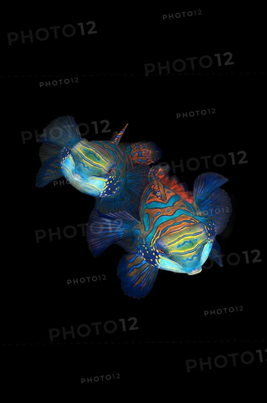 Mandarinfish (Synchiropus splendidus)