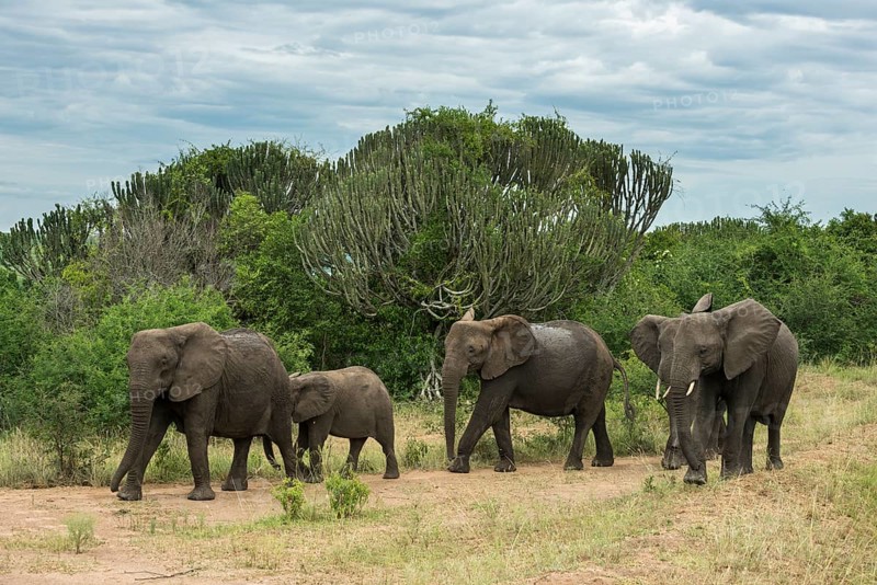 African Elephants (Loxodonta africana)