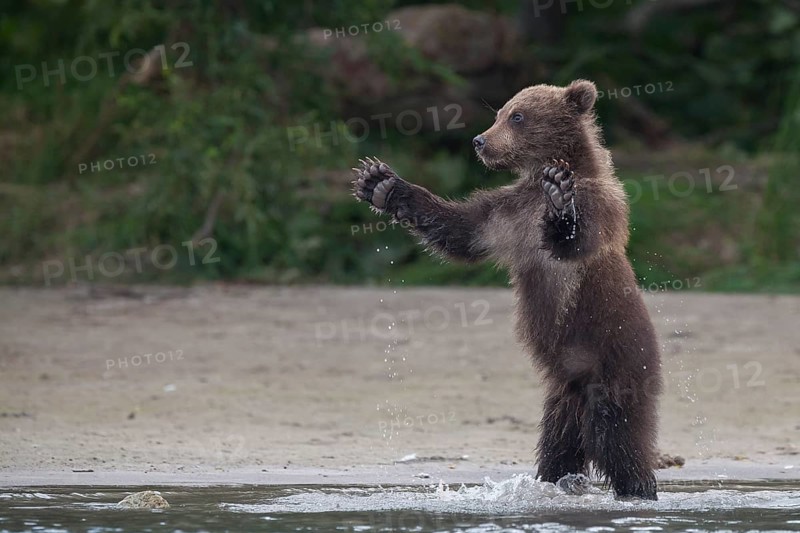 Brown bear (Ursus arctos)