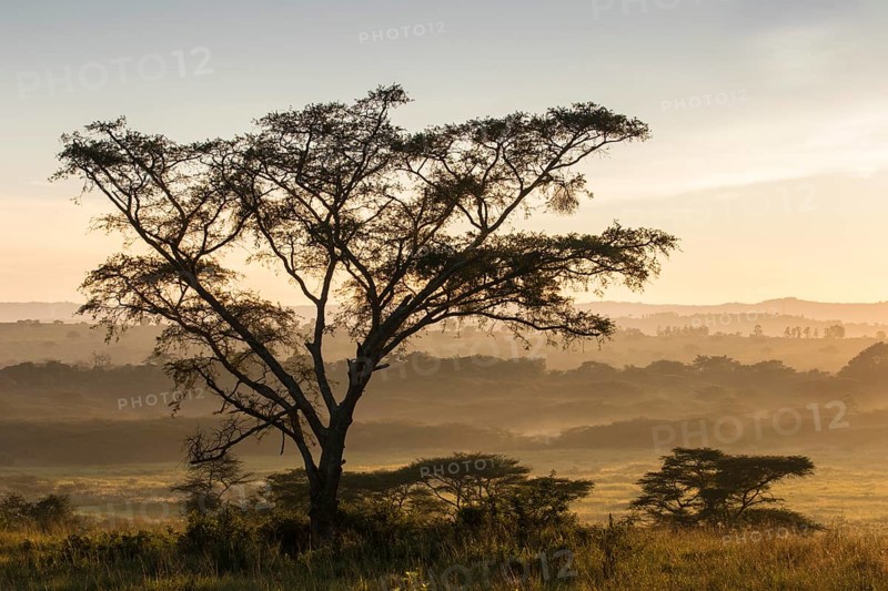 Landscape in morning mist
