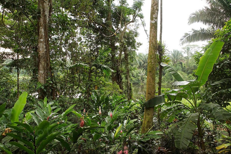 Jungle on the Rio Indio