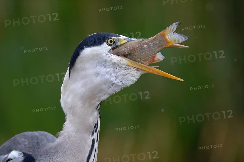 Grey Heron (Ardea cinerea)