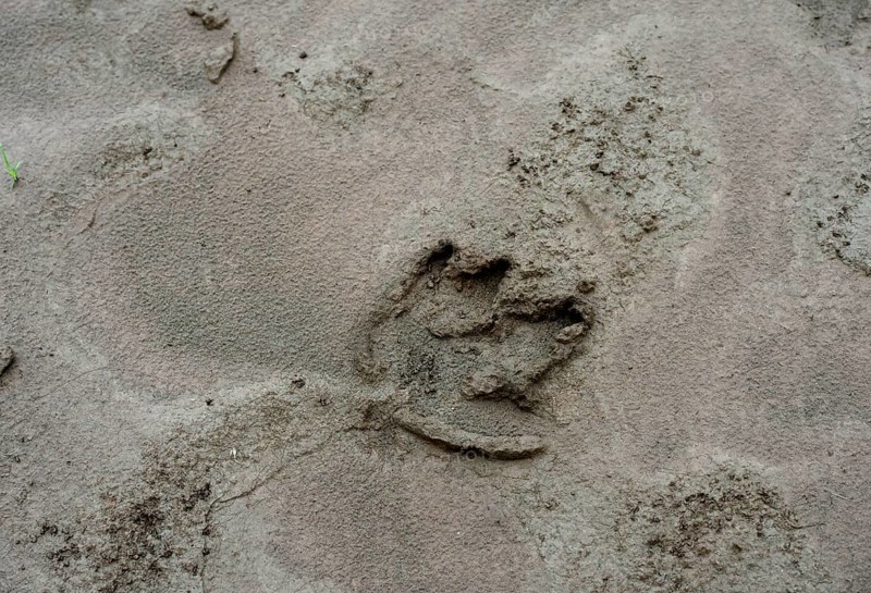Tracks of a Tapir (Tapirus)