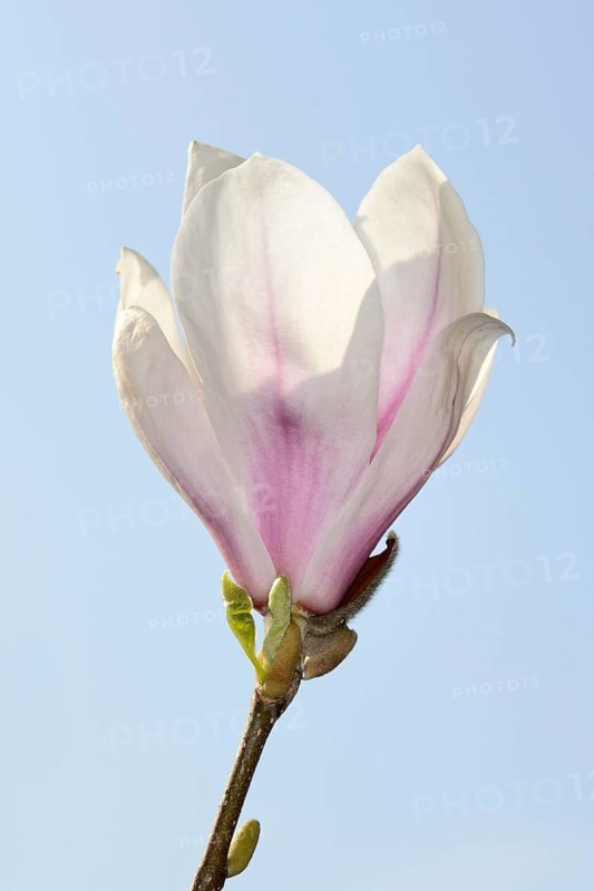 Chinese magnolia flower (Magnolia x soulangiana)