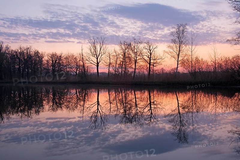 Trees reflected in the water