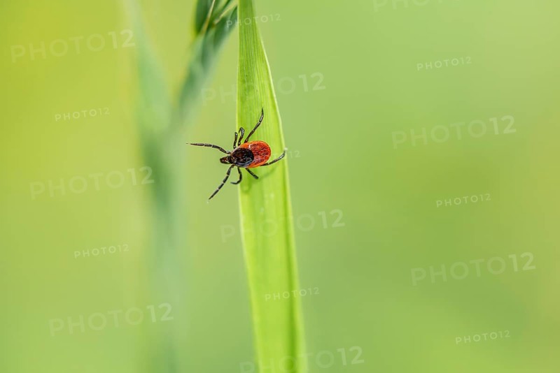 Female tick