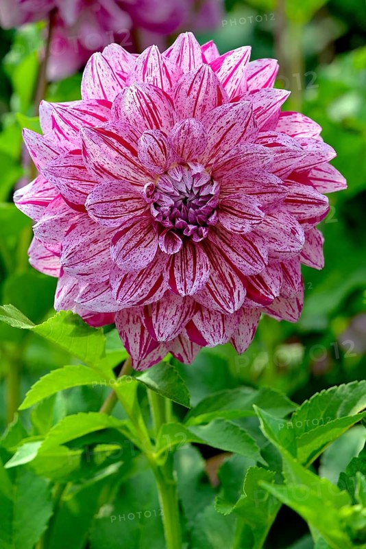 Giant flowering