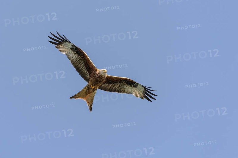 Red Kite (Milvus milvus) in flight with wings outstretched