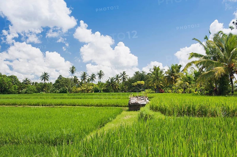 Paddy field and coconut trees
