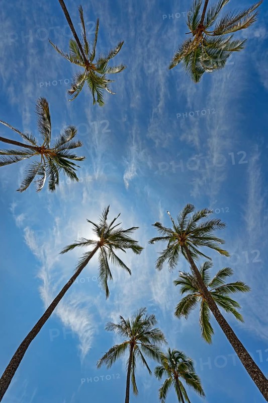 Palm trees