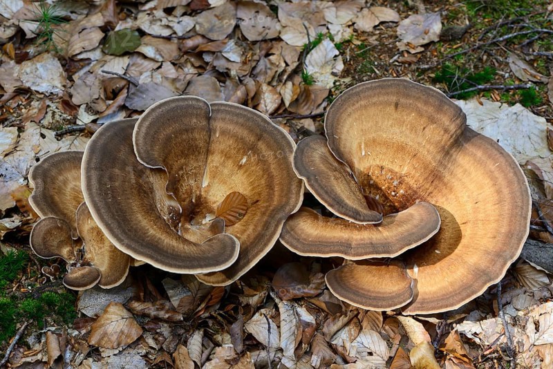 Giant Polypore (Meripilus giganteus)