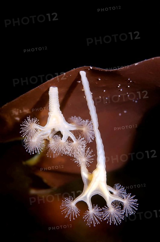 Stalked Jellyfish (Lucernaria quadricornis)