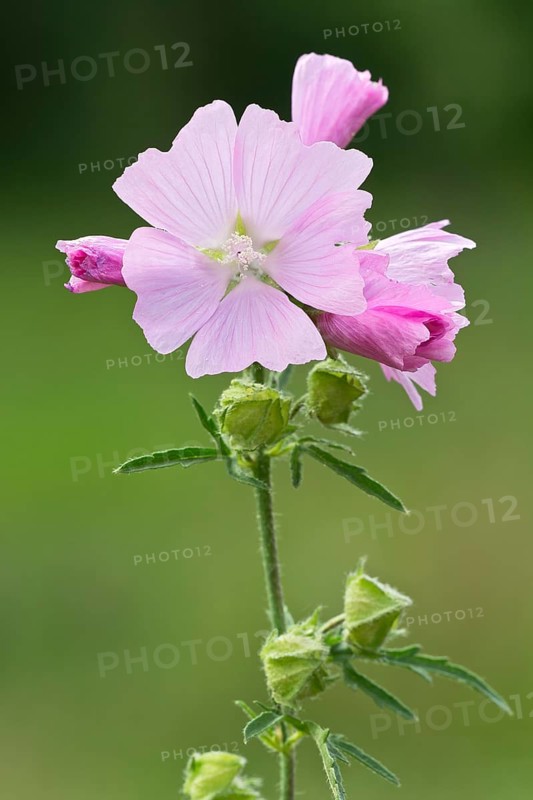 Musk Mallow (Malva moschata)