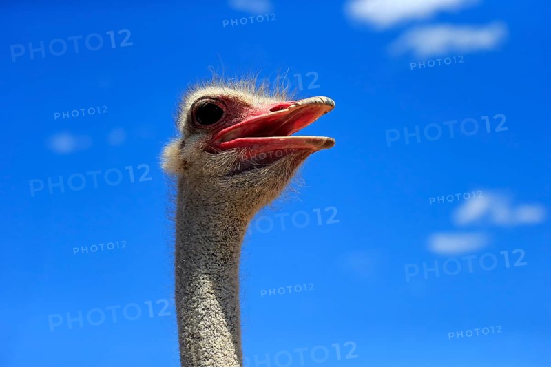 Southern Ostrich (Struthio camelus australis)