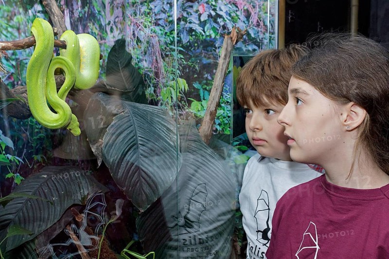 Children watching a Green Tree Python (Morelia viridis)