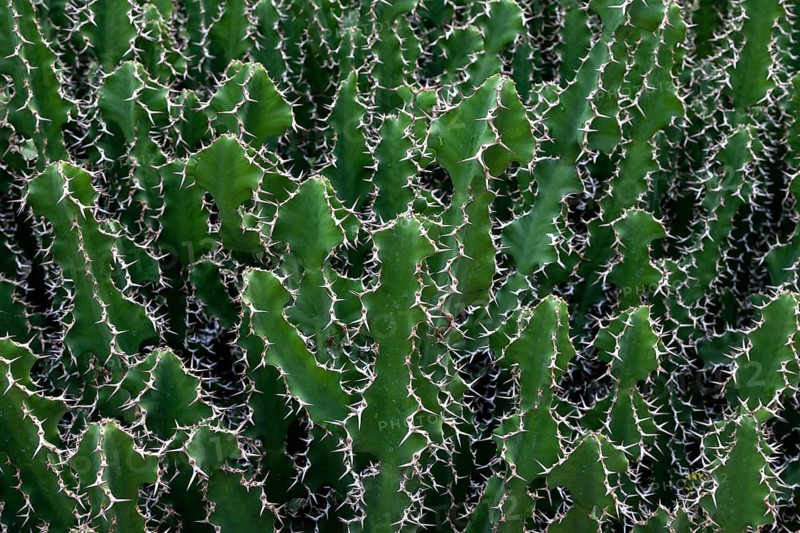 Spurge (Euphorbia hermentiana)