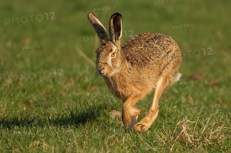 Hare (Lepus europaeus) running in a meadow