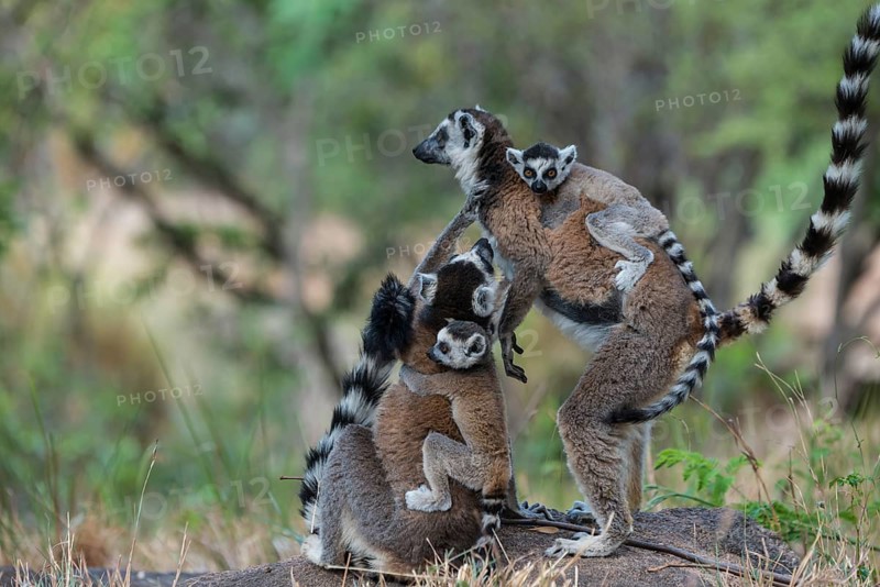 Ring-tailed Lemurs (Lemur catta)