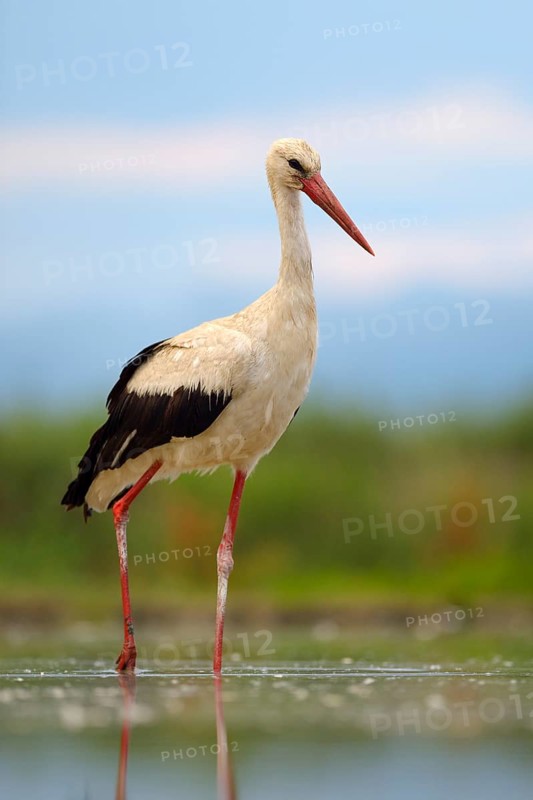 White Stork (Ciconia ciconia) foraging