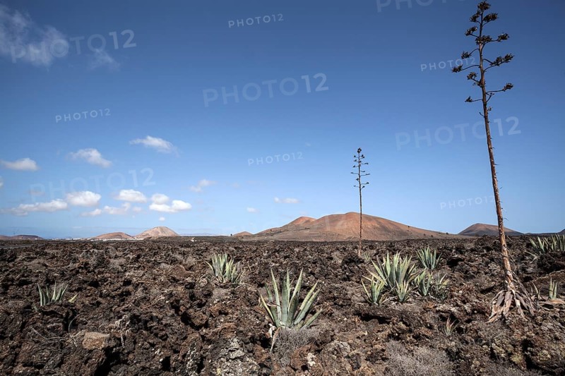 Agaves (Agave) in the lava field near Mancha Blanca