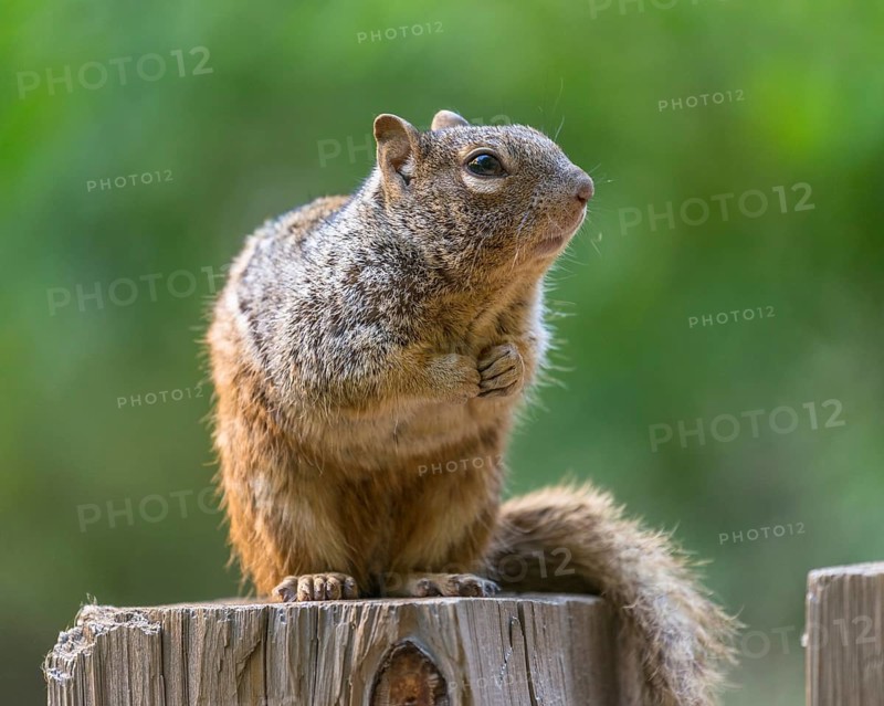 Rock Squirrel (Spermophilus variegatus)