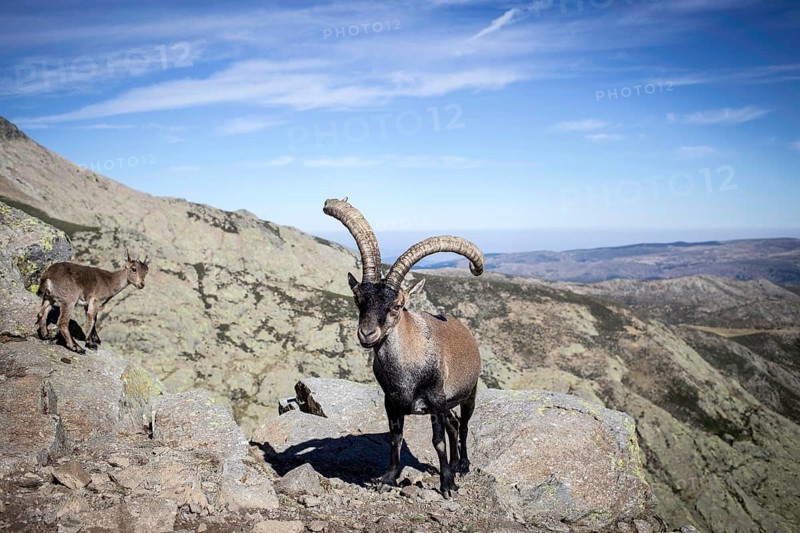 Spanish Ibexes (Capra pyrenaica)