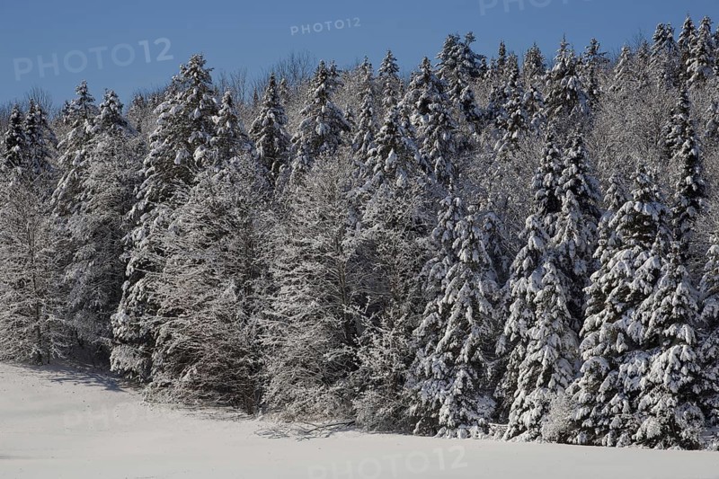 Snow covered trees
