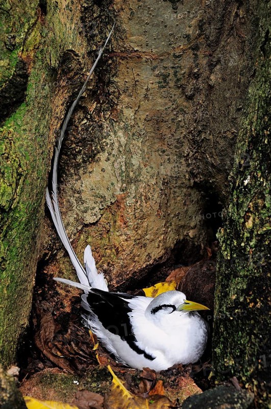 White-tailed Tropicbird (Phaethon lepturus) in the nest