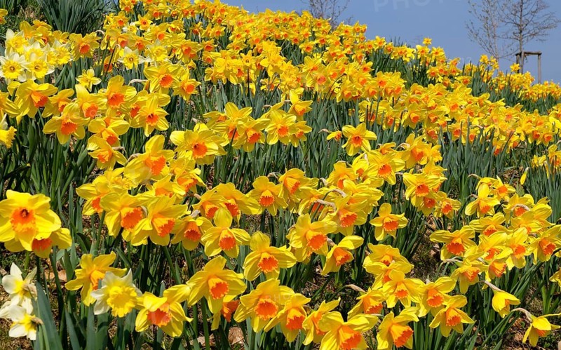 Daffodils (Narcissus) at the side of a road