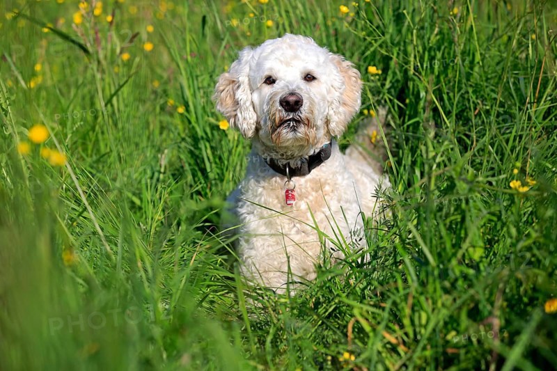 Labradoodle