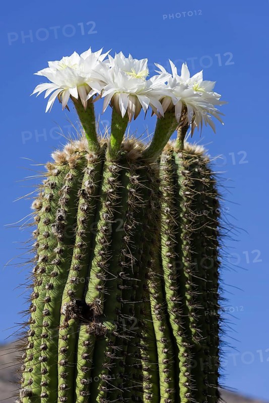 Blooming Echinopsis chiloensis cactus