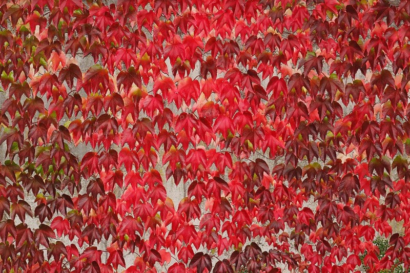 Japanese Creeper (Parthenocissus tricuspidata)