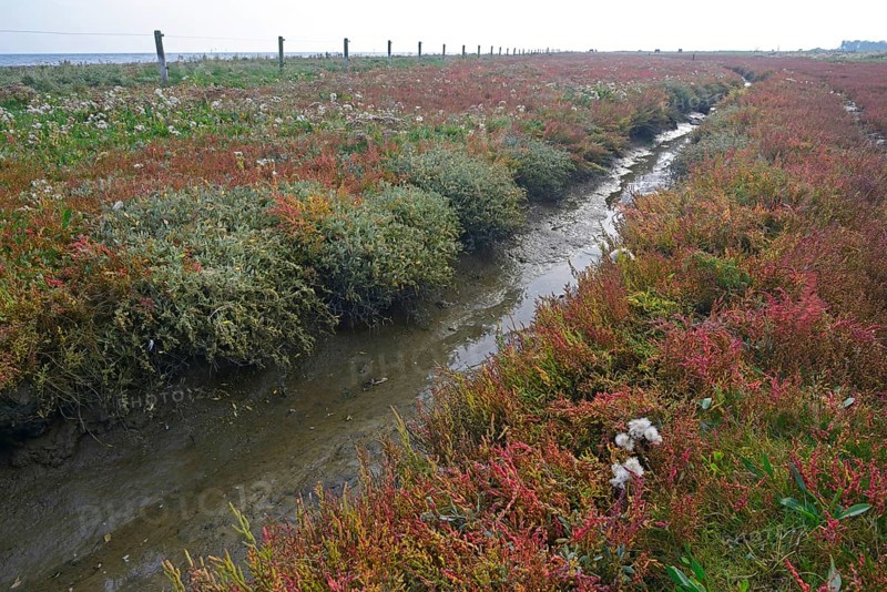 Salt meadow with glasswort (Salicornia europaea) and sea aster (Tripolium pannonicum)
