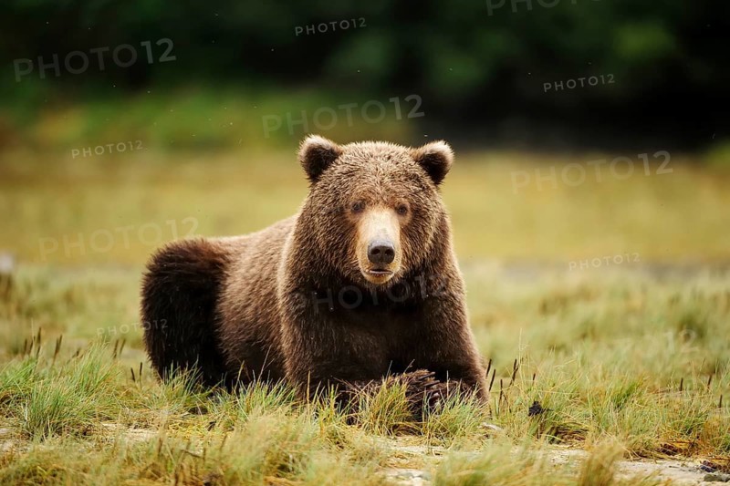 Brown Bear (Ursus arctos) lying in the grass