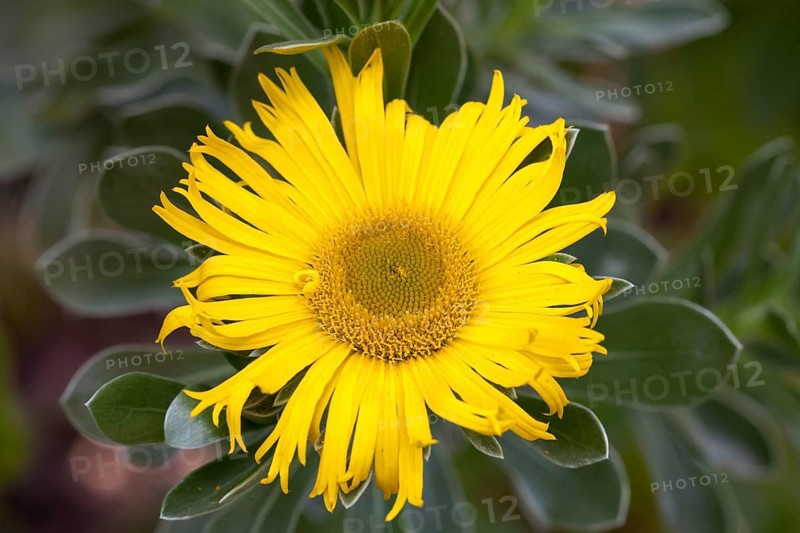 Canary Island Daisy (Asteriscus sericeus)
