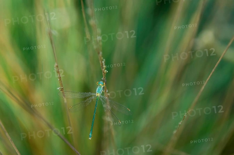 Emerald Damselfly (Lestes sponsa) on a blade of grass