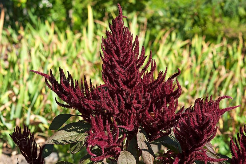 Blood amaranth (Amaranthus cruentus)