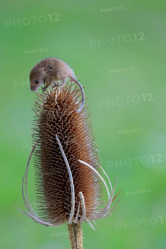 Eurasian Harvest Mouse (Micromys minutus)