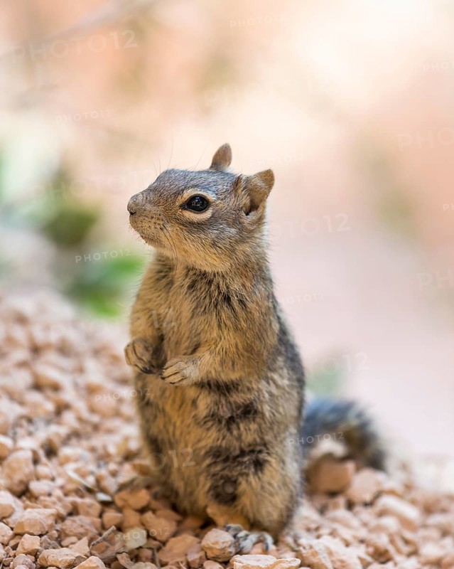 Harris' Antelope Squirrel (Ammospermophilus harrisii)