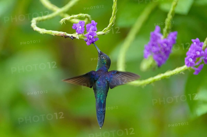 Violet-crowned Woodnymph (Thalurania colombica)