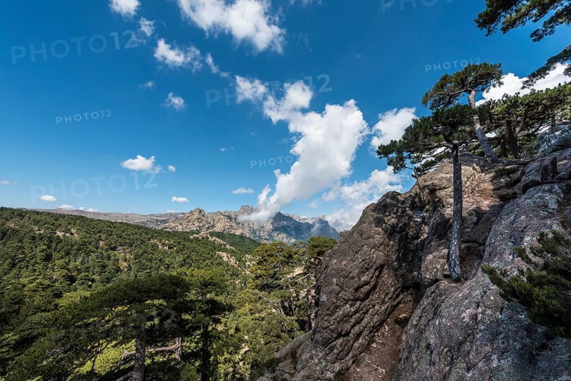 View across a pine forest