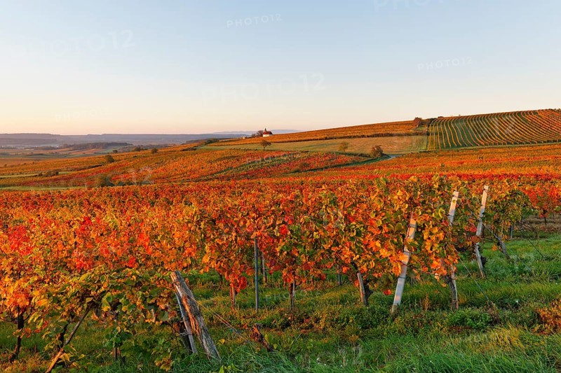 Autumnal vineyards