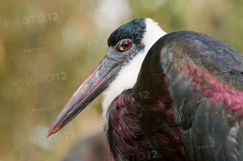 Woolly-necked Stork (Ciconia episcopus)