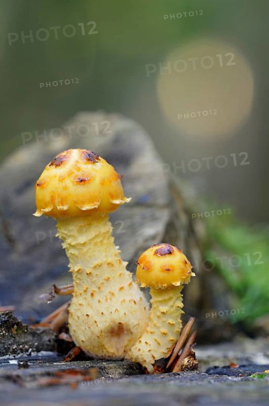 Golden Scalycap (Pholiota aurivella)